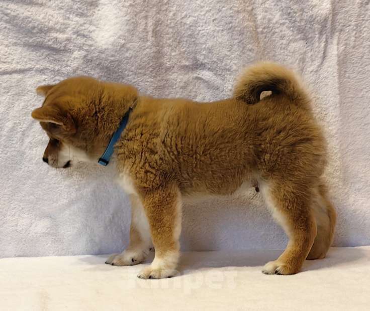 Собаки в Москве: Сиба ину. Мальчик Мальчик, 50 000 руб. - фото 2