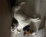 Собаки в Санкт-Петербурге: В добрые знающие руки Мальчик, 1 руб. - фото 2
