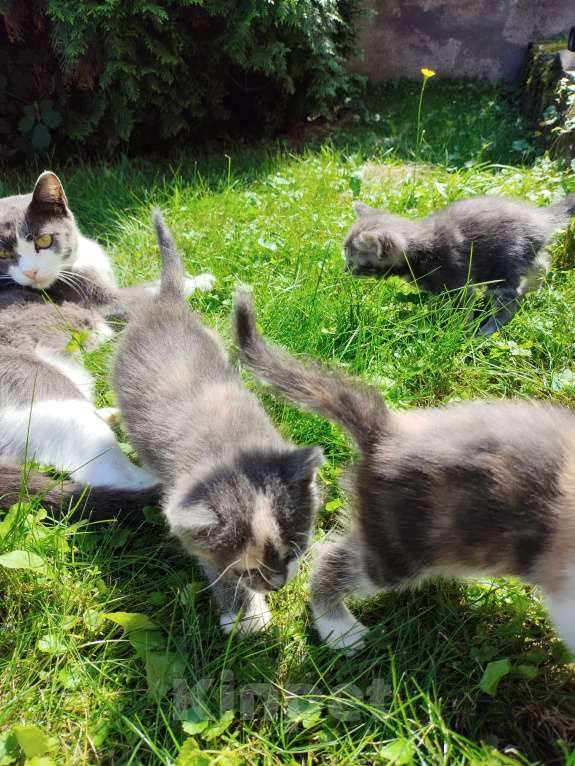 Кошки в Ярославле: Барсик Девочка, Бесплатно - фото 3