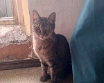 Кошки в Москве: Сага о Плюхе... Пост для добрых людей, готовых приютить взрослого котика  Мальчик, Бесплатно - фото 2