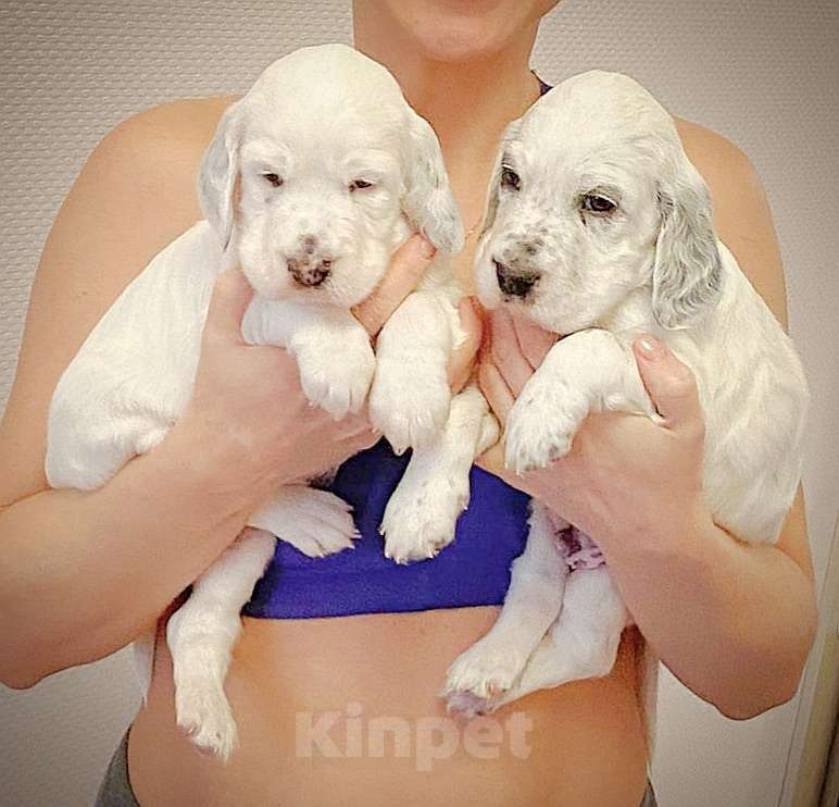 Собаки в Екатеринбурге: АНГЛИЙСКИЕ АРИСТО-СЕТТЕРЫ Мальчик, 80 000 руб. - фото 4