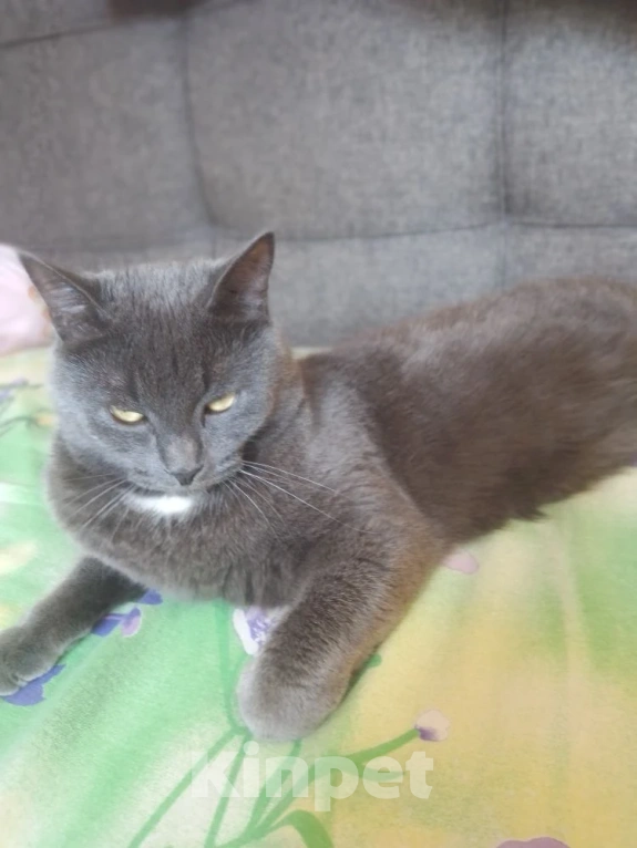 Кошки в Казани: Отдам кота в хорошие руки Мальчик, 1 руб. - фото 1