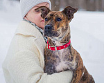 Собаки в Москве: Алано эспаньол Найта в добрые руки Девочка, Бесплатно - фото 6