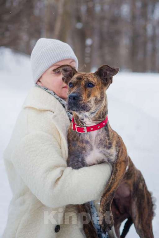 Собаки в Москве: Алано эспаньол Найта в добрые руки Девочка, Бесплатно - фото 6