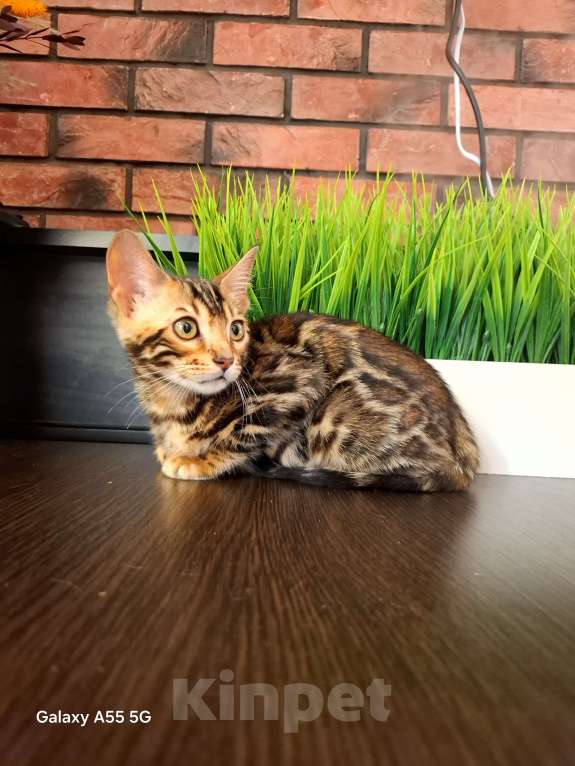 Кошки в Ярославле: Бенгальская девочка  Девочка, 50 000 руб. - фото 2