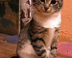 Кошки в Москве: Бенгальский котенок (метис) Лео, 10 месяцев, Бесплатно - фото 2