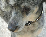 Собаки в Самаре: Пудель ,приглашает на вязку, 3 000 руб. - фото 1