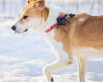 Собаки в Москве: Бонита - собака-карусель Девочка, Бесплатно - фото 2