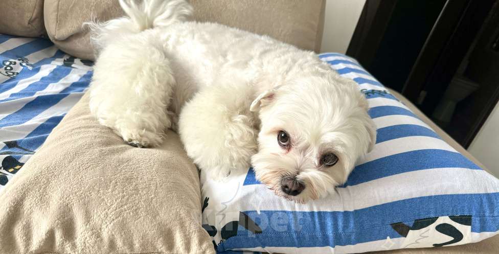 Собаки в Москве: Мальтезе Мальчик, Бесплатно - фото 1