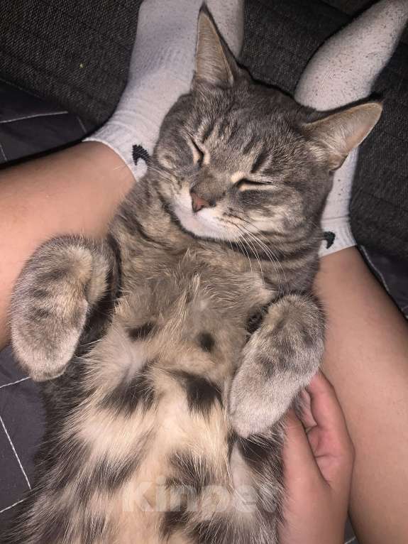 Кошки в Раменском: Пропала кошка обычна поло британка  Девочка, Бесплатно - фото 6