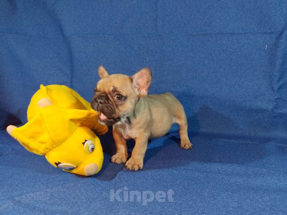 Собаки в Самаре: Девочки и мальчики французики Мальчик, 25 000 руб. - фото 5