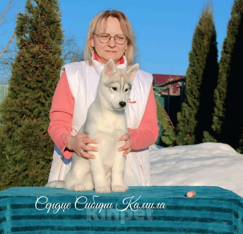 Собаки в Владимире: Сибирский хаски Девочка, Бесплатно - фото 2
