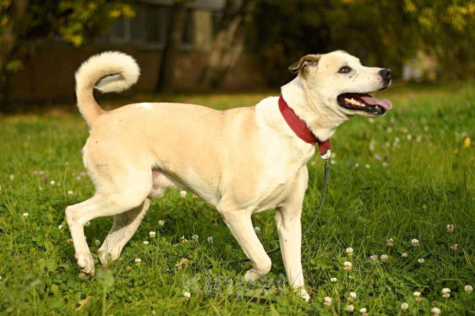 Собаки в Москве: Илай в добрые руки Мальчик, 1 руб. - фото 6