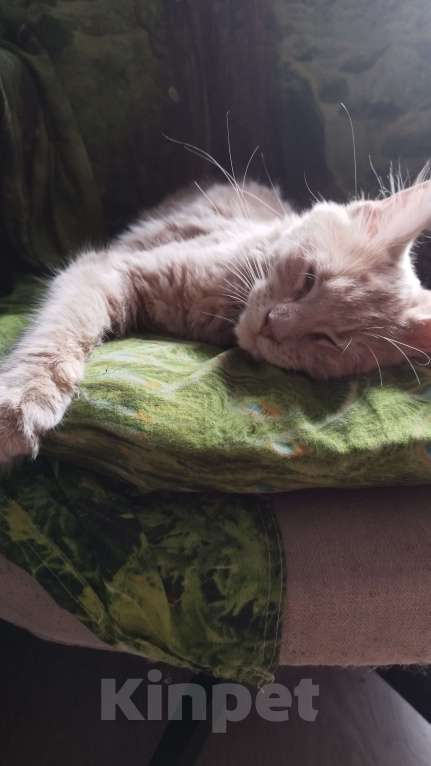 Кошки в Москве: Котята мейн кун Девочка, Бесплатно - фото 2