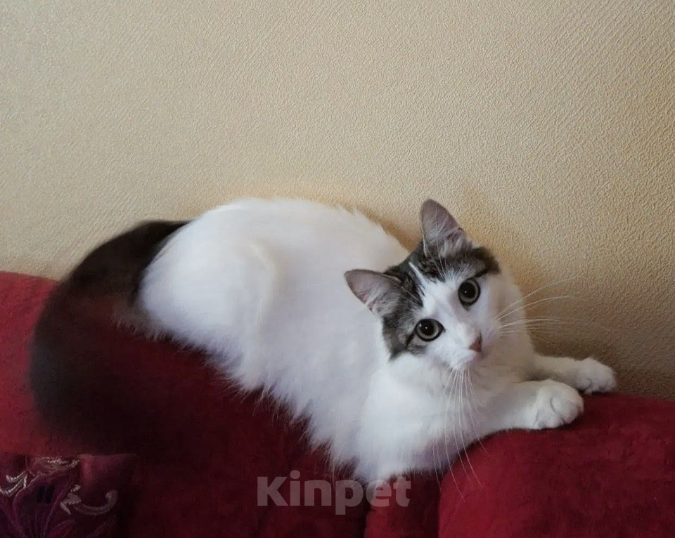 Кошки в Пушкино: Красавица в добрые руки! Девочка, Бесплатно - фото 3