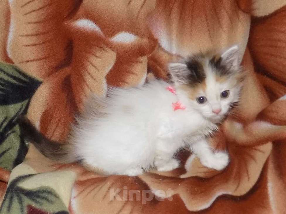 Кошки в Москве: Котята турецкий ван Девочка, 10 000 руб. - фото 7