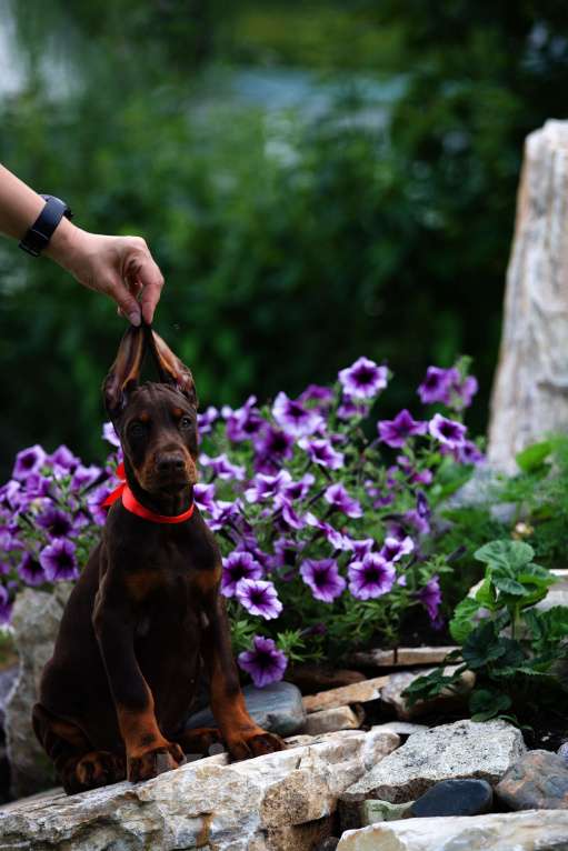 Собаки в Екатеринбурге: Щенки добермана с документами Мальчик, 50 000 руб. - фото 7