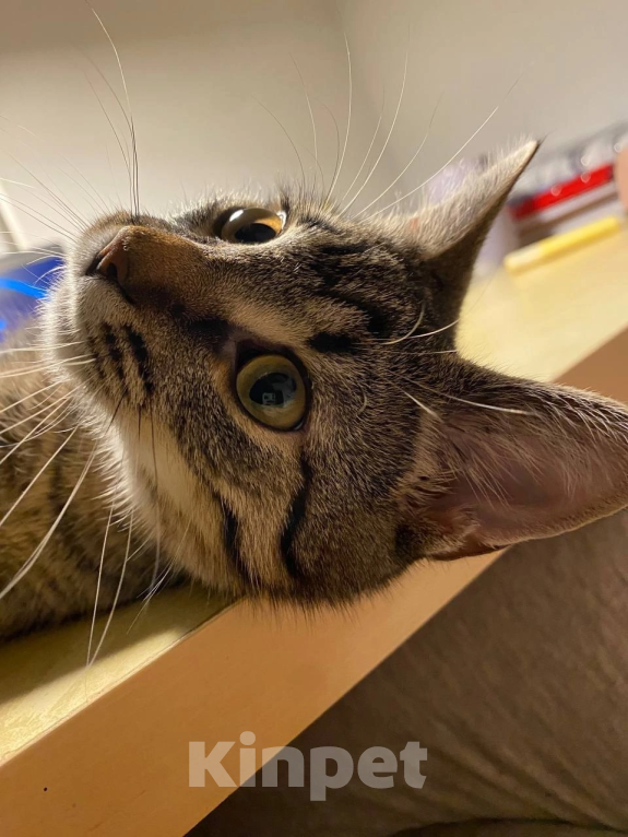 Кошки в Мурином: Отдам кошечку в добрые руки  Девочка, Бесплатно - фото 4