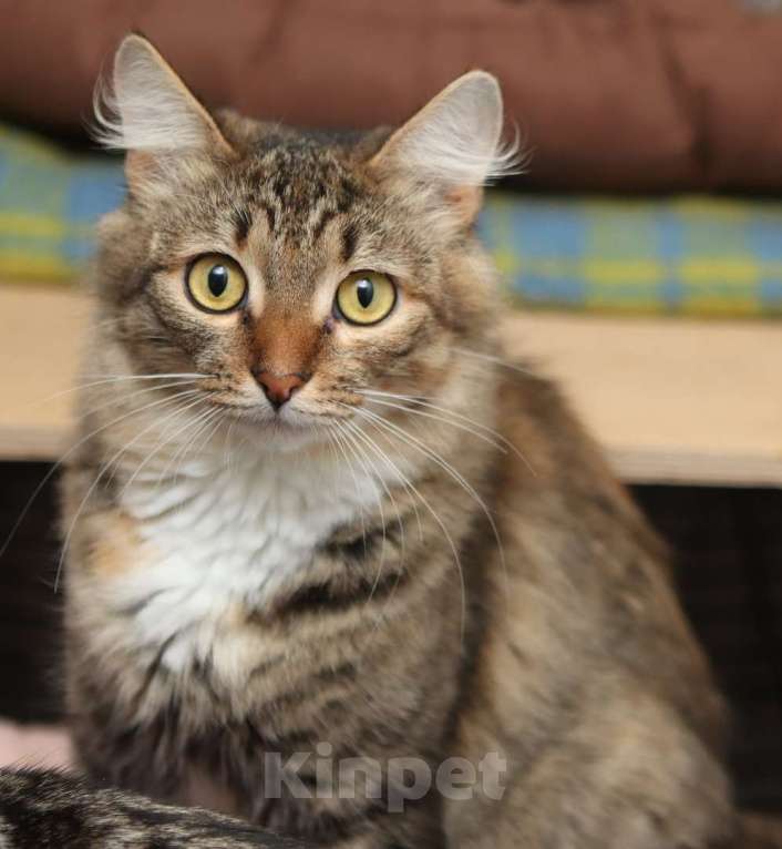 Кошки в Москве: Пушистая красотка Афина (3 г.) в дар Девочка, Бесплатно - фото 1