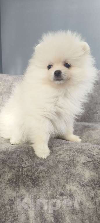 Собаки в Красноярске: Щенки померанцы Девочка, 40 000 руб. - фото 2