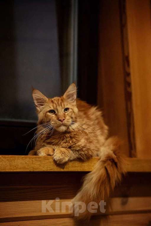 Кошки в Москве: Мейн-кун котенок красный солид Мальчик, 80 000 руб. - фото 3