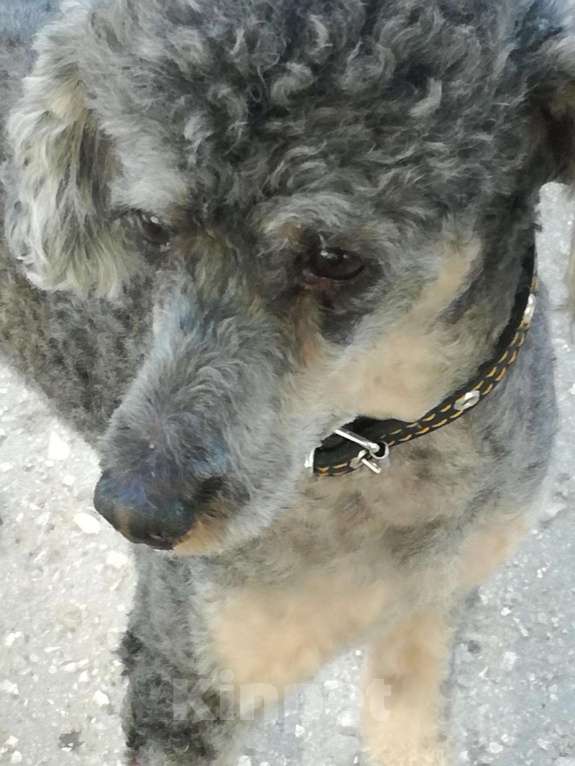 Собаки в Самаре: Пудель ,приглашает на вязку, 3 000 руб. - фото 1