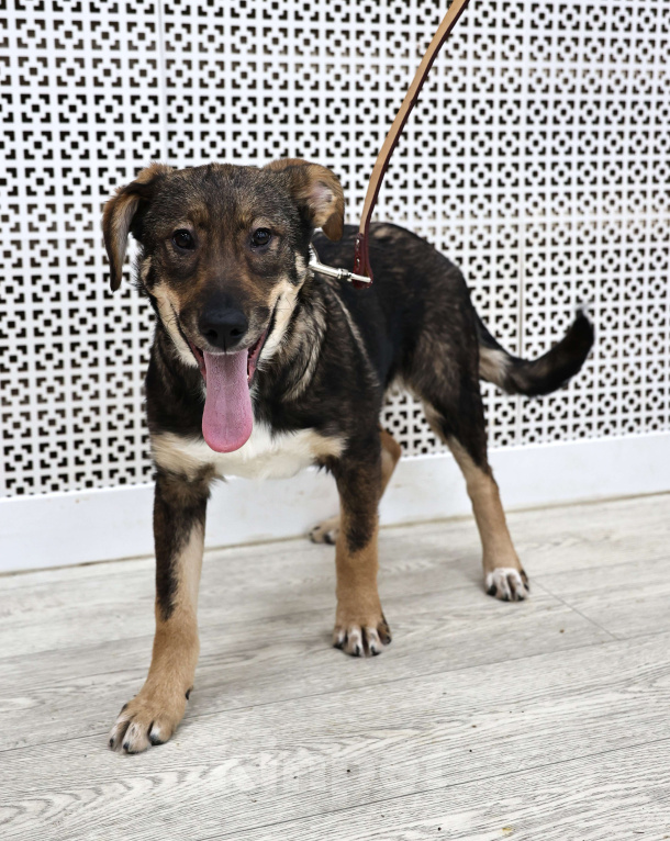 Собаки в Москве: Щенки бесплатно в Москве Девочка, Бесплатно - фото 4