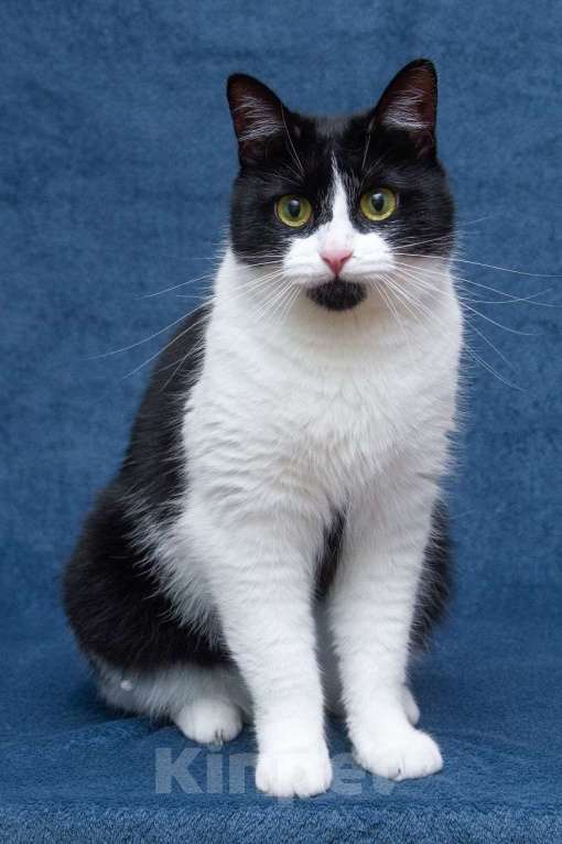 Кошки в Москве: Кукольная красота и характер. Кошка в добрые руки Девочка, Бесплатно - фото 3