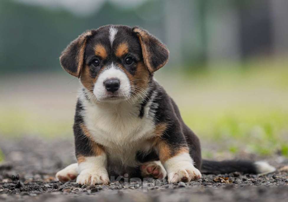 Собаки в Москве: Барон Мальчик, 50 000 руб. - фото 5