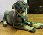 Собаки в Клине: Оззи Мальчик, Бесплатно - фото 3