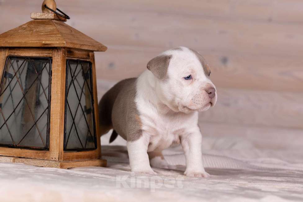 Собаки в Королеве: Американский булли стандарт Девочка, 300 000 руб. - фото 7