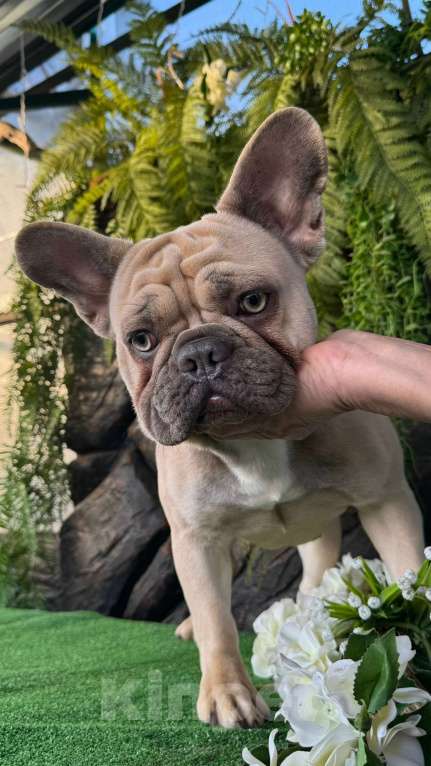 Собаки в Москве: Девочка крупненькая будет 2 годика  Девочка, 6 000 руб. - фото 2