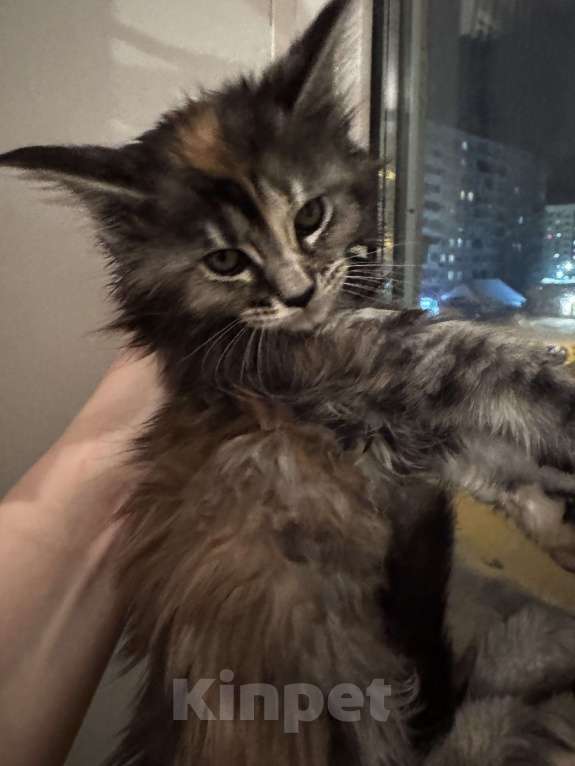 Кошки в Комсомольске-На-Амуре: Котята Девочка, 23 000 руб. - фото 2