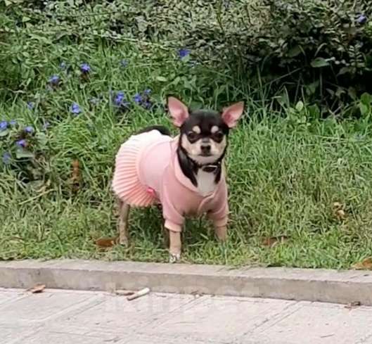 Собаки в Ялте: Чихуахуа подрощенная девочка Девочка, 40 000 руб. - фото 4