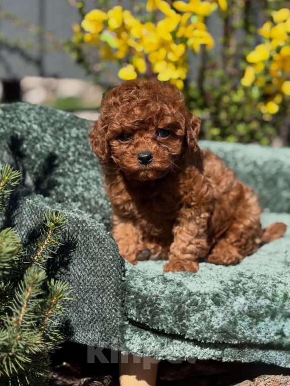 Собаки в Челябинске: Той-пудель, щенок Девочка, 150 000 руб. - фото 8