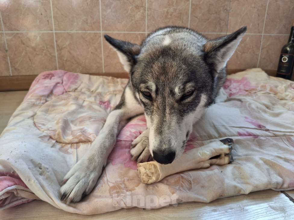 Собаки в Мытищах: Нежная лайка ищет любящих хозяев Девочка, Бесплатно - фото 6