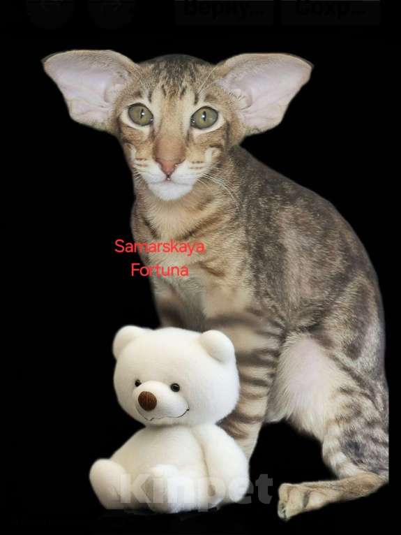 Кошки в других городах Самарской области: Ориентальный котик шоколадного мраморного окраса  Мальчик, 100 000 руб. - фото 3