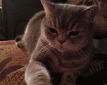 Кошки в Сочи: Потерялся кот британец Сочи Кудепста Мальчик, Бесплатно - фото 6