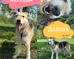 Собаки в Москве: Нуга из приюта Девочка, Бесплатно - фото 1
