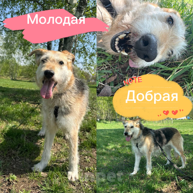 Собаки в Москве: Нуга из приюта Девочка, Бесплатно - фото 1