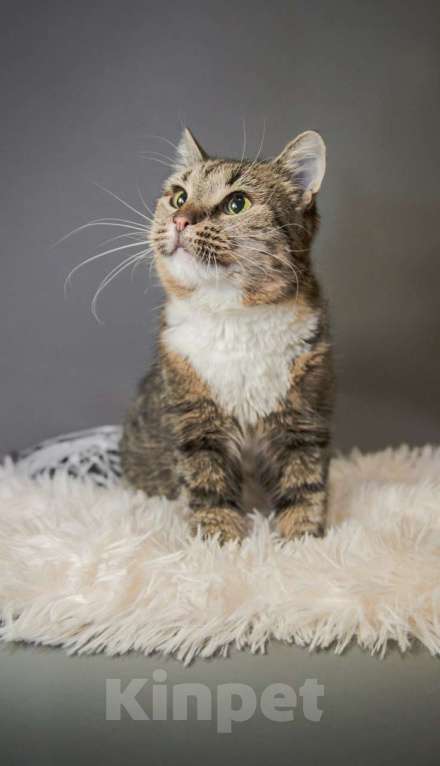 Кошки в Москве: Кошечка Девочка, Бесплатно - фото 4