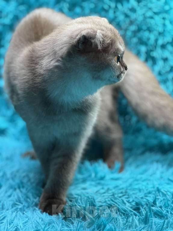 Кошки в Люберцах: Шотландские котята Девочка, Бесплатно - фото 2