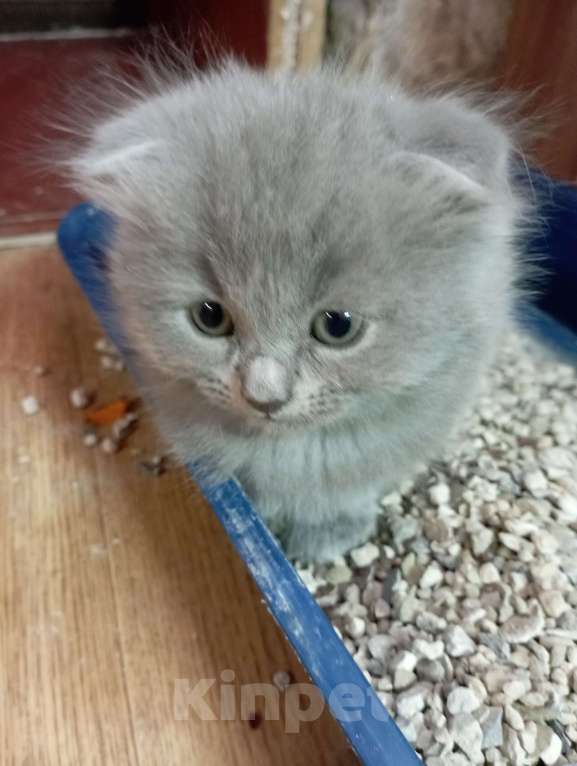 Кошки в Набережных Челнах: Котята Мальчик, 1 000 руб. - фото 6