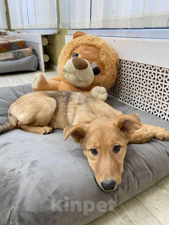 Собаки в Москве: Щенки бесплатно в Москве Девочка, Бесплатно - фото 7