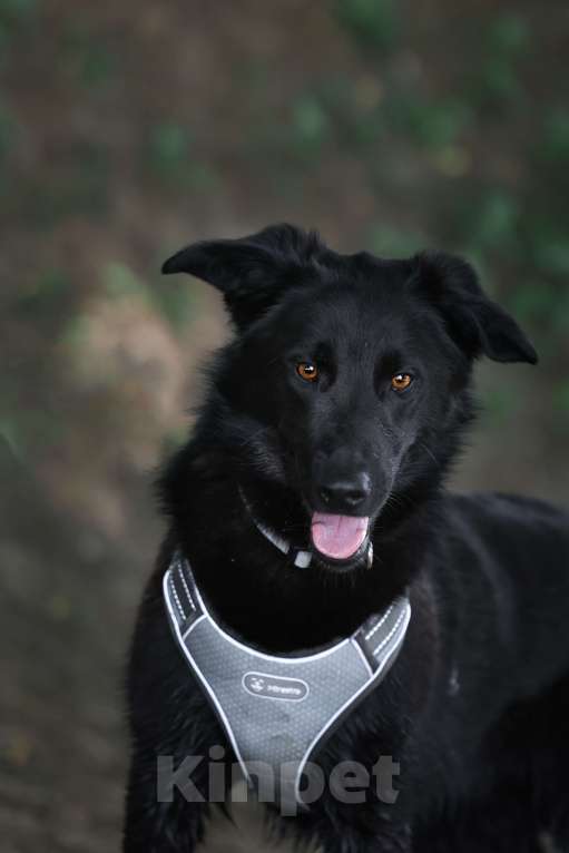 Собаки в Москве: Малыш Майли замерзает в приюте Мальчик, Бесплатно - фото 7