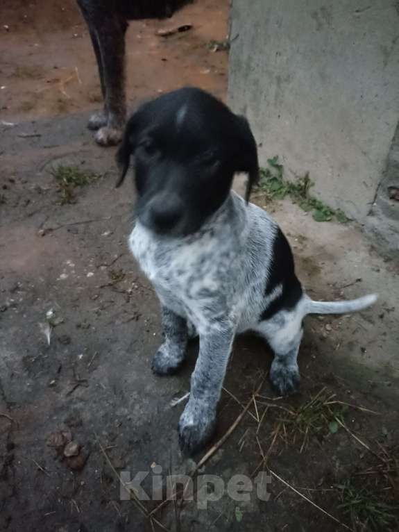 Собаки в других городах Московской области: Щенки дратхаара Девочка, Бесплатно - фото 2