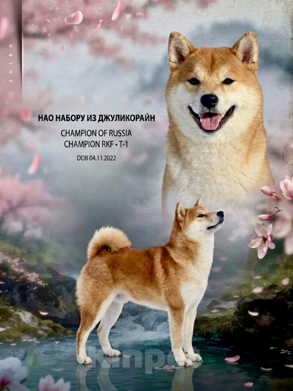 Собаки в Уфе: Самец Сиба Ину для вязки Мальчик, 30 000 руб. - фото 1