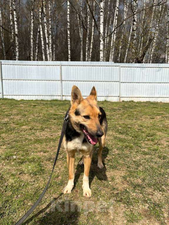 Собаки в Москве: Джеки, нежная девочка для квартиры Девочка, Бесплатно - фото 3