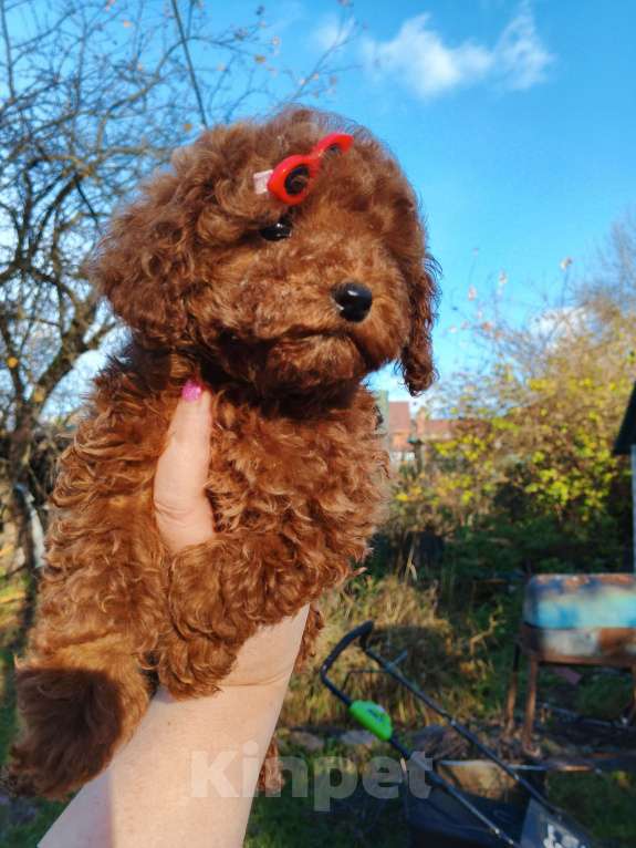 Собаки в Москве: Девочка той-пуделя с РКФ Девочка, 150 000 руб. - фото 7