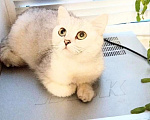 Кошки в Кинели: Вязка с Колорным Британским Котом NS 11 33  Мальчик, 10 000 руб. - фото 10